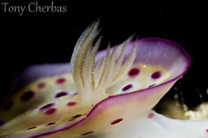 The Wavy Plate of White Flame: Nudibranch Gills by Tony Cherbas 